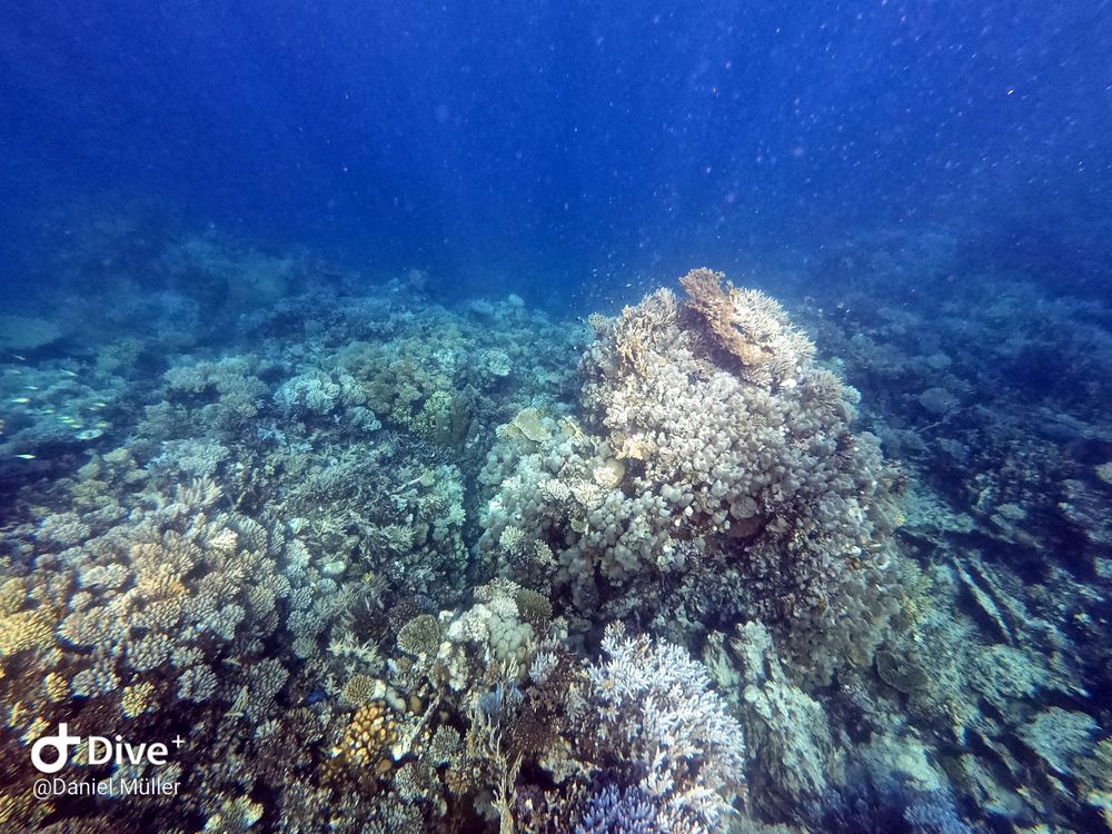 Cleopatra House Reef
