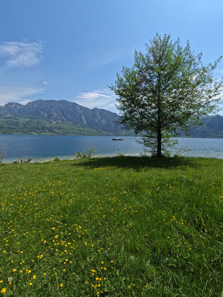 Kohlbauernaufsatz