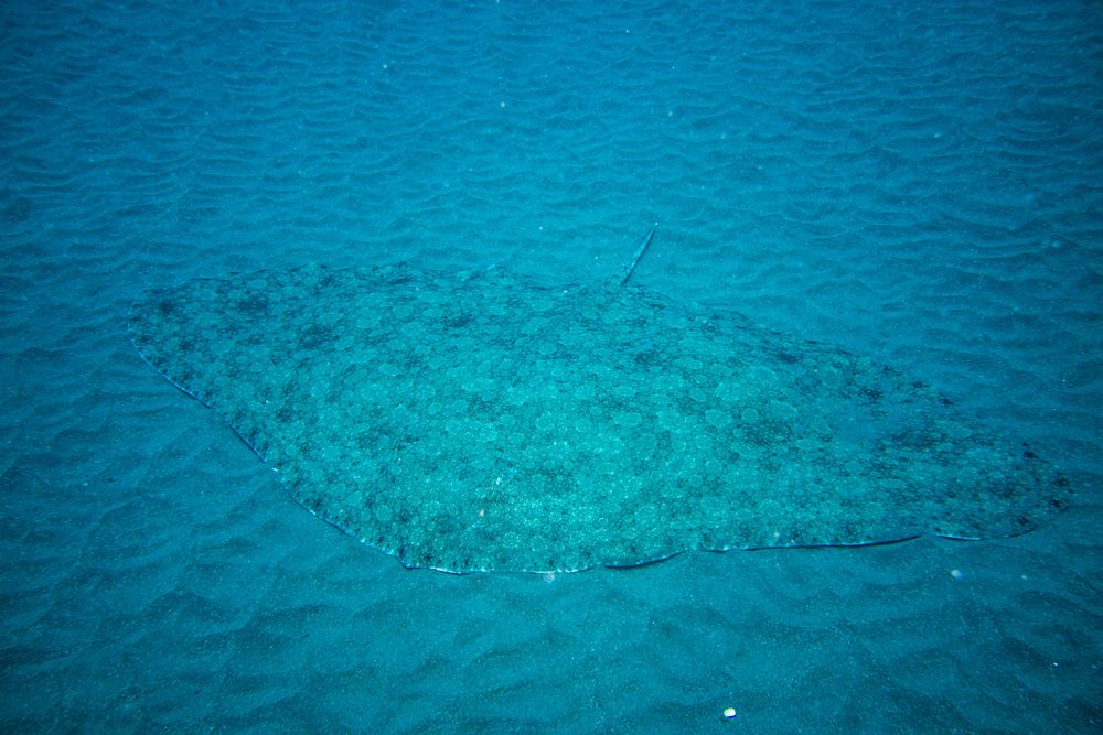 Drop-Off Garajau
