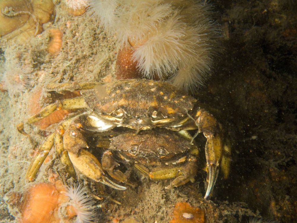 Wrack "Eimerkettenbagger"