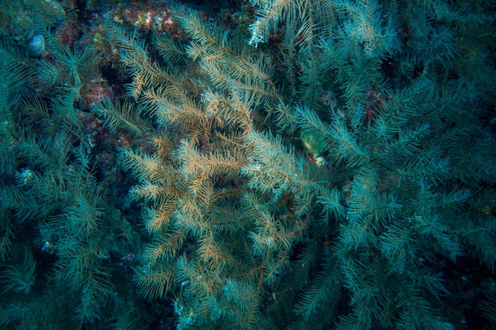 Coral Negro