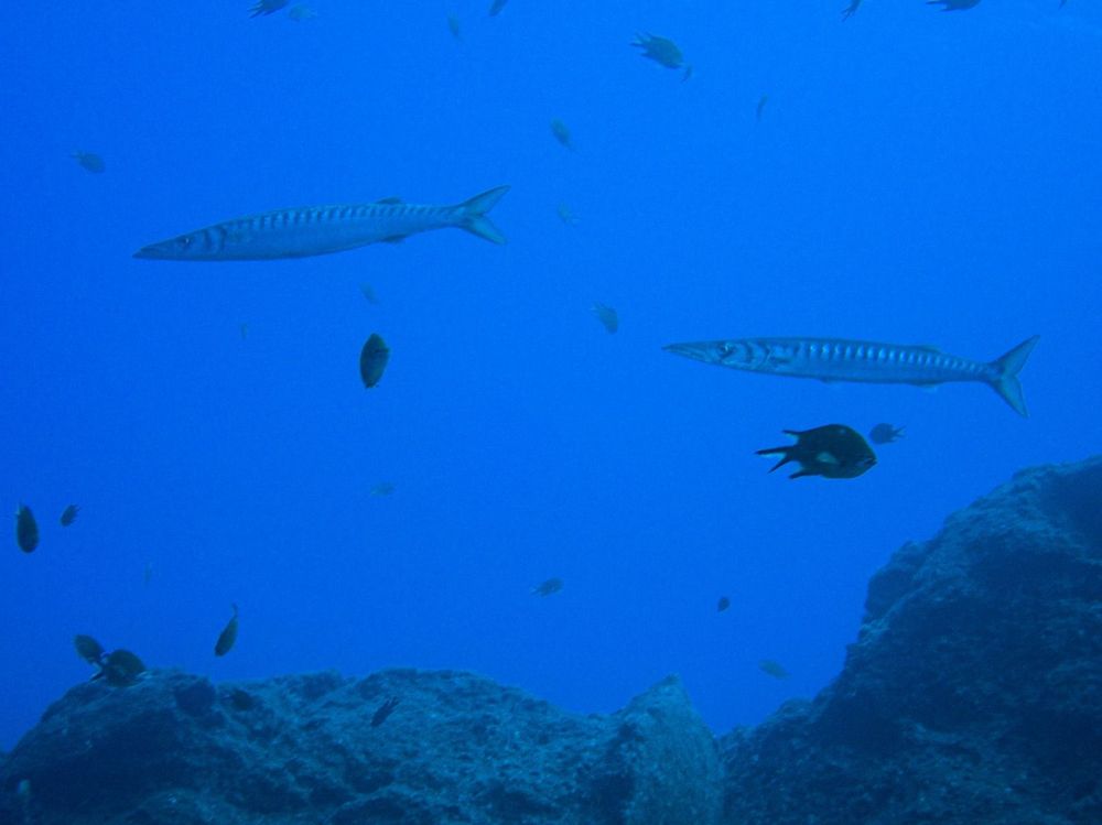 T-Reef