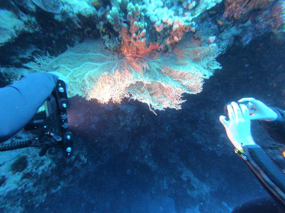 Sharm el Arab